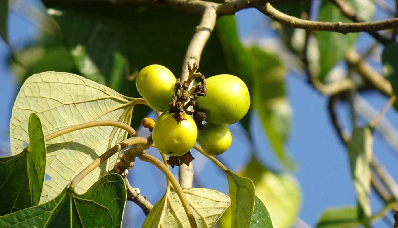 Peepal Tree: Uses, Benefits, Side Effects and more! - PharmEasy Blog